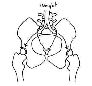 The spine sits on the pelvis