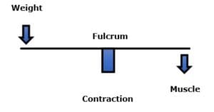 Weight, Load, Fulcrum